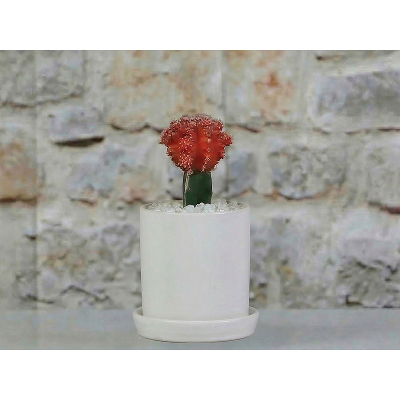 Pot cylindrique avec soucoupes séparées (LARGE) , Matte White