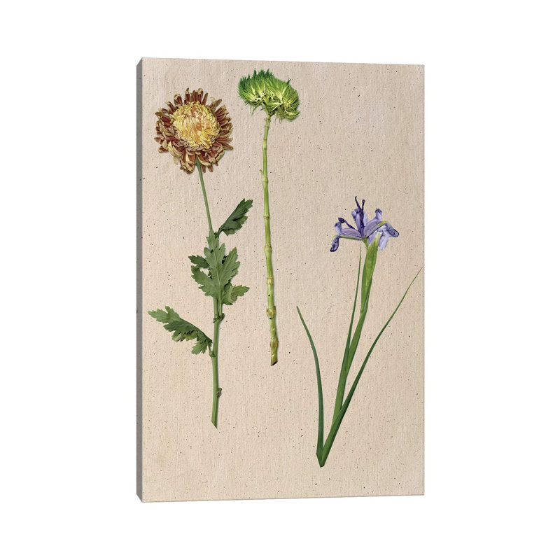 Pretty Pressed Flowers III by Melissa Wang - Wrapped Canvas Painting, 66.04 cm H x 45.72 cm W x 3.175 cm D