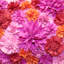 Coussin lombaire intérieur/extérieur floral bouquet-1083143600