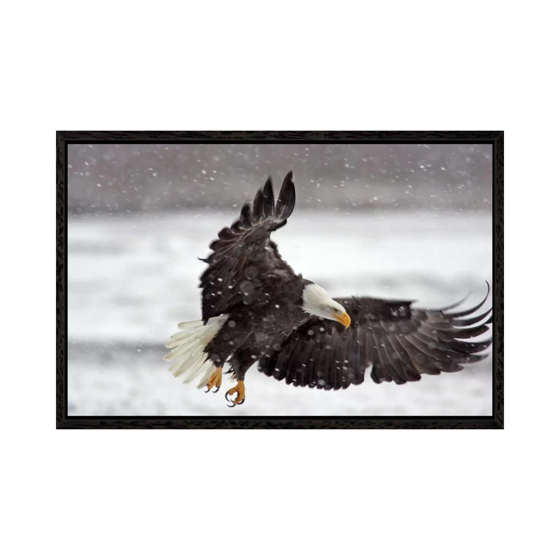 Bald Eagle Soaring In A Snow Storm, Alaska Chilkat Bald Eagle Preserve, Alaska, USA by Cathy & Gordon Illg - Wrapped Canvas Print