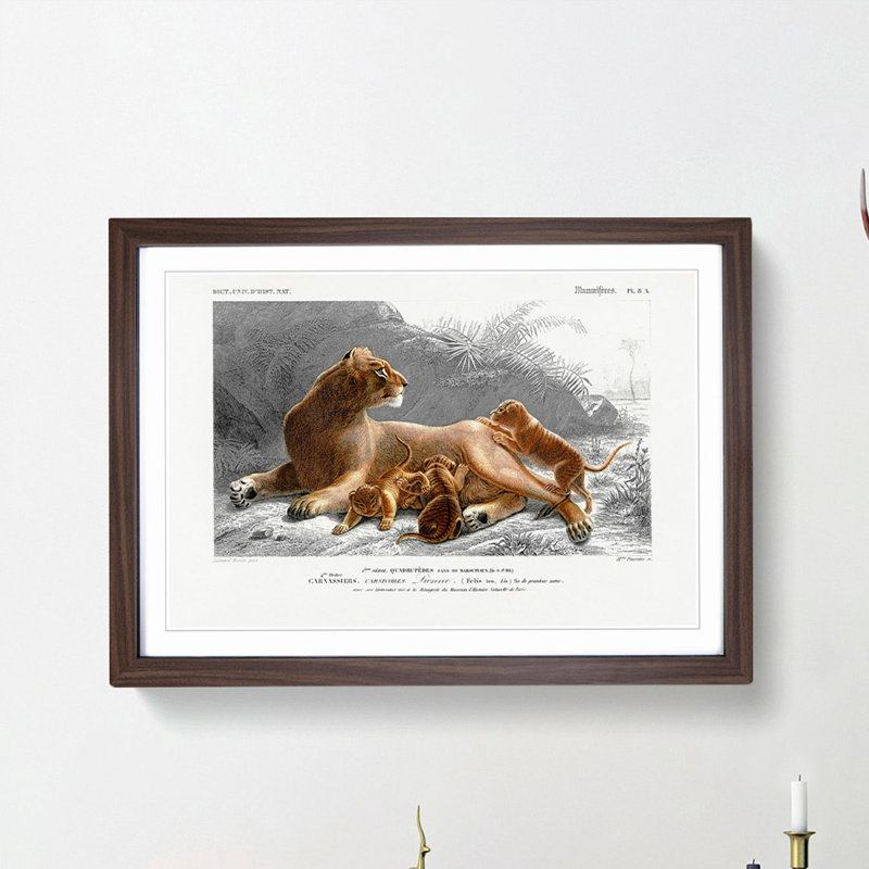 African Lion With Cubs by Charles D' Orbigny - Single Picture Frame Painting, 45cm H x 63cm W x 2cm D, Walnut Framed