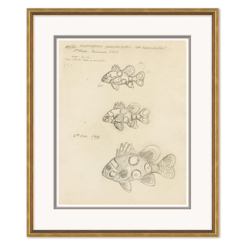 Odd Fish Giclee Print by Marcel Bourgeois