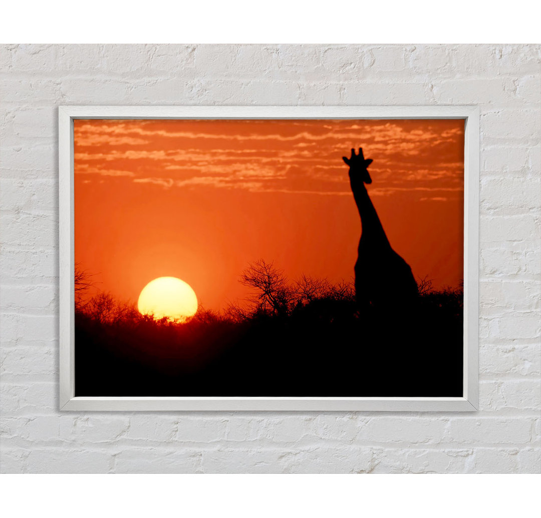 Afrikanische Giraffe bei Sonnenuntergang - Druck