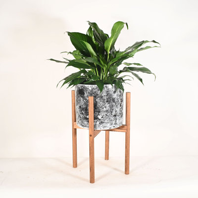 Upshining Live Flowering Plant in Ceramic Planter