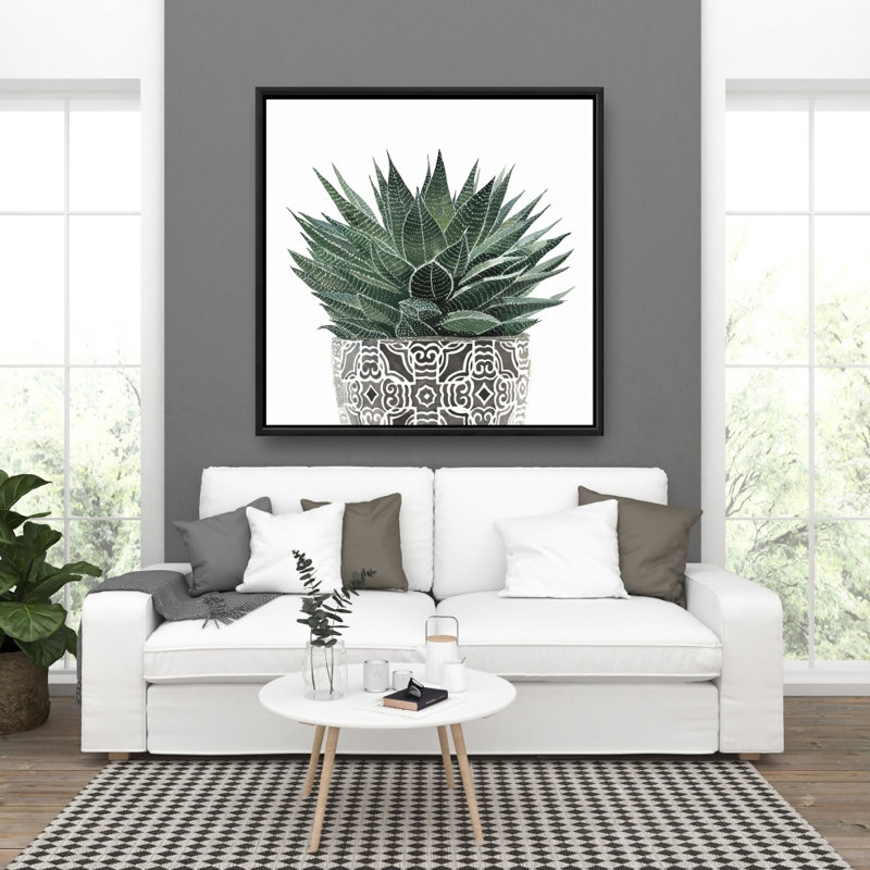 " Zebra Plant Succulent "