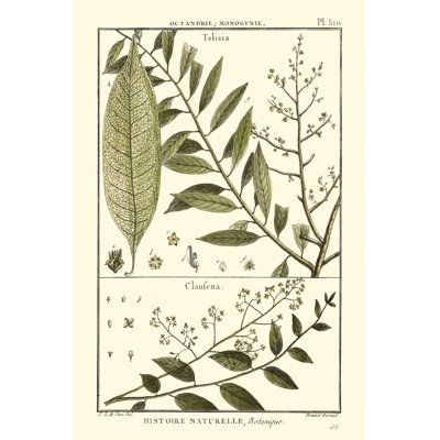 Fern Classification III by Denis Diderot - Wrapped Canvas Print