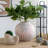 Sand and Cement Nautilus Shell Planter with Textured Beige Finish-1989183906