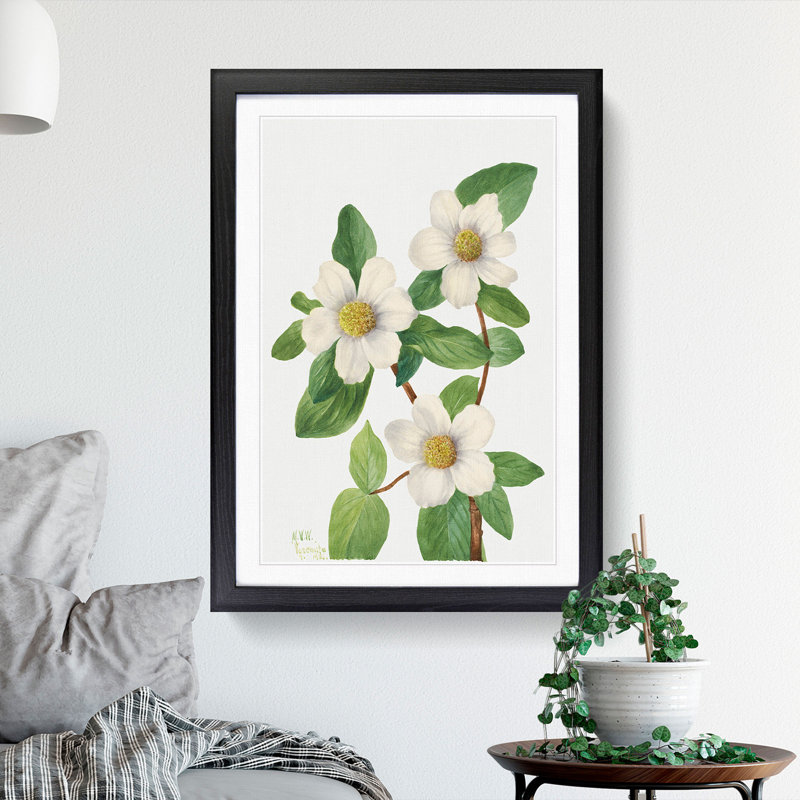Pacific Dogwood by Mary Vaux Walcott - Framed Print, Black Framed, 65cm H x 48cm W x 2cm D