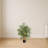 Multi Bambusa Bamboo Silk Tree-524981745