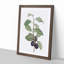 Prune Tree by Pierre-Joseph Redoute - Picture Frame Painting Print-55601369-55601368