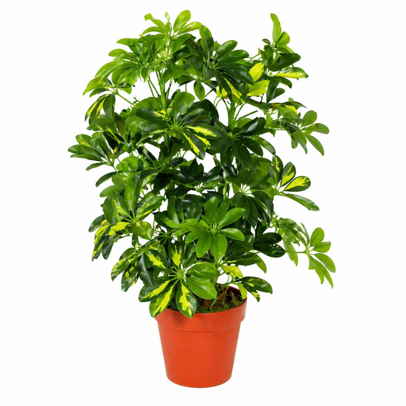 65cm Faux Plant in Pot Liner