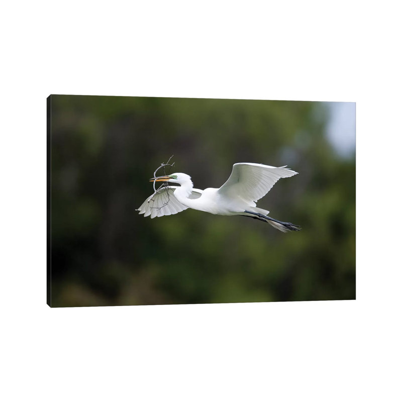 Great Egret Carrying Nesting Material, Florida by Tom Vezo - Wrapped Canvas Painting, 20.32 cm H x 30.48 cm W