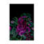 Midnight Jungle Snake-291005859