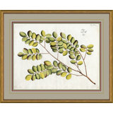 Malaberica Leaves In Color 4 Giclee Print by Soicher Marin Archives
