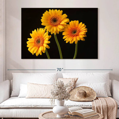 Trois marguerites Harnek sur fond sombre