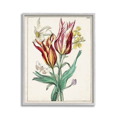 Tulipes et papillons de nuit