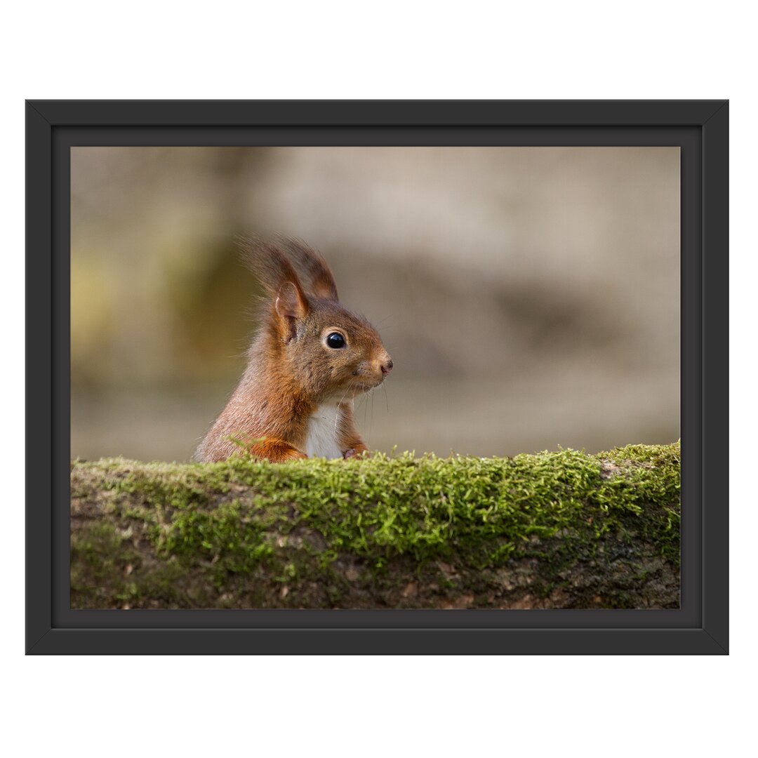 Gerahmtes Wandbild Eichhörnchen hinter Baumstamm