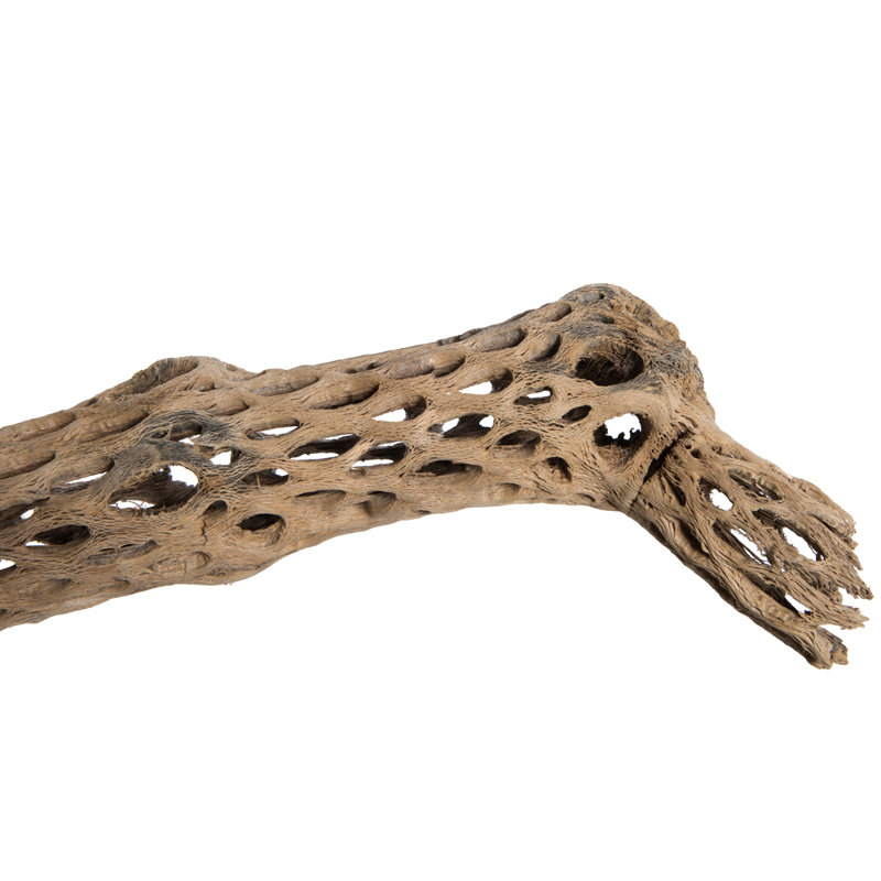 CHOLLA, NATUREL, PIÈCE 29-35 po, séché