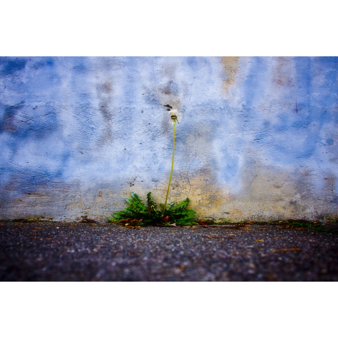 Weed In Concrete - Kunstdrucke auf Leinwand - Wrapped Canvas