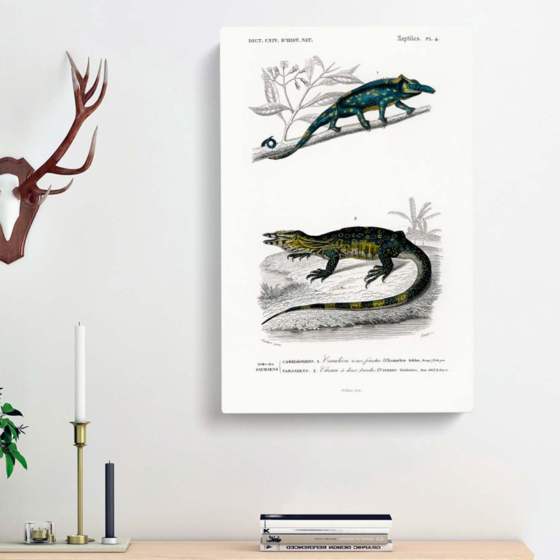 Chameleon Illustrations PL. 4 by Charles D Orbigny - Wrapped Canvas, 76cm H x 50cm W x 3cm D