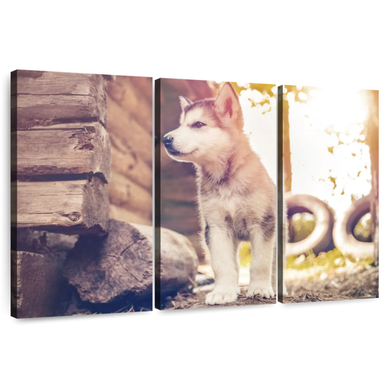 Adorable Alaskan Malamute, 48" H x 74" W