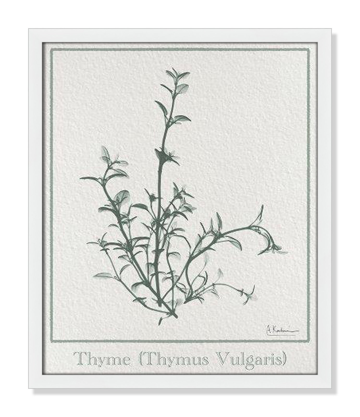 Jeanette "Thymus Vulgaris" Print, 19" H x 16" W x 1.25" D, White Framed Paper