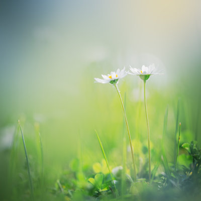 «Morning in the Field» par Jeja