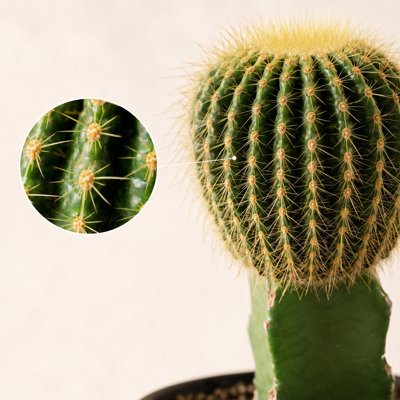 Live Grafted Cactus in Classic Pot (Set of 2)