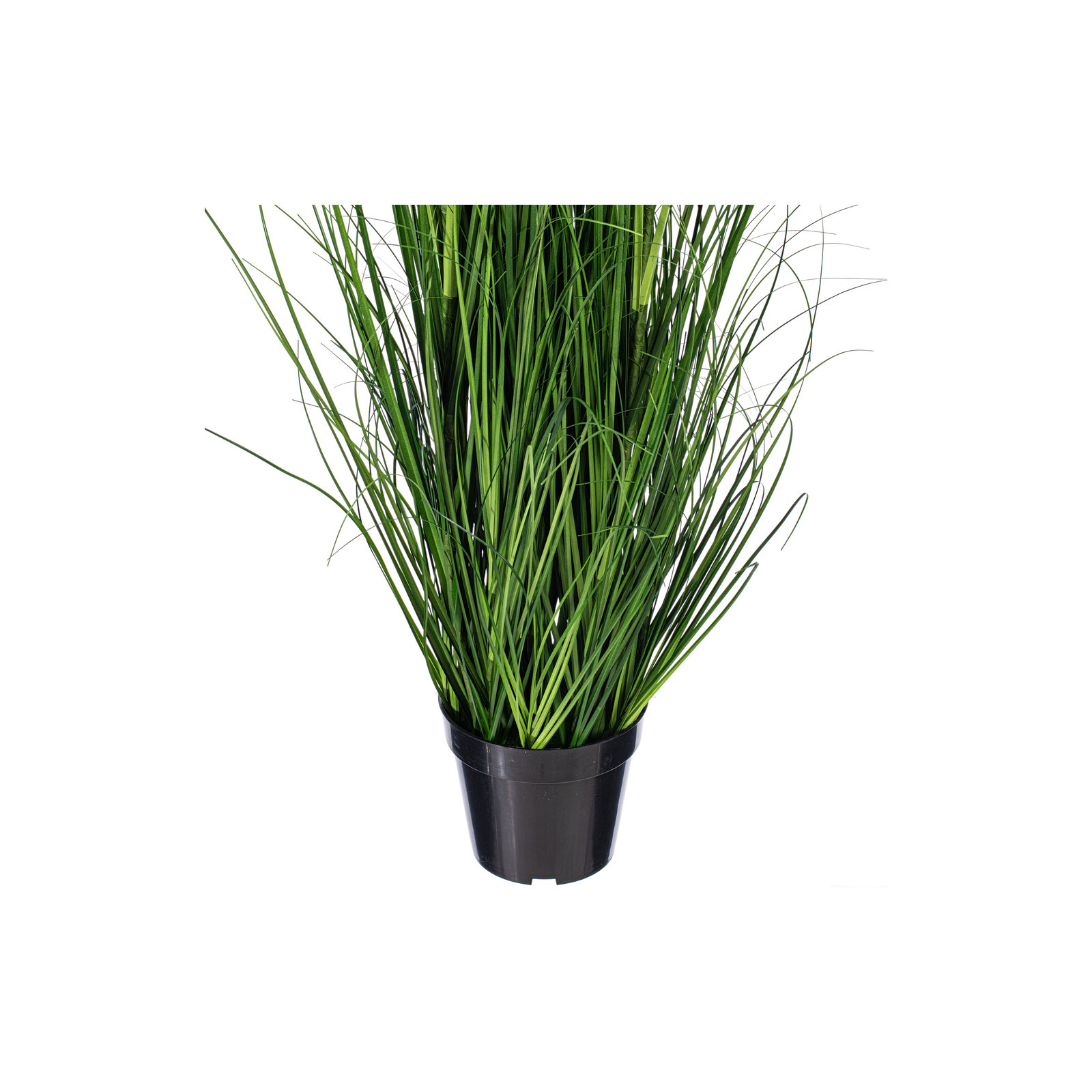 Potted Green Lemongrass., 24" H x 6" W x 6" D