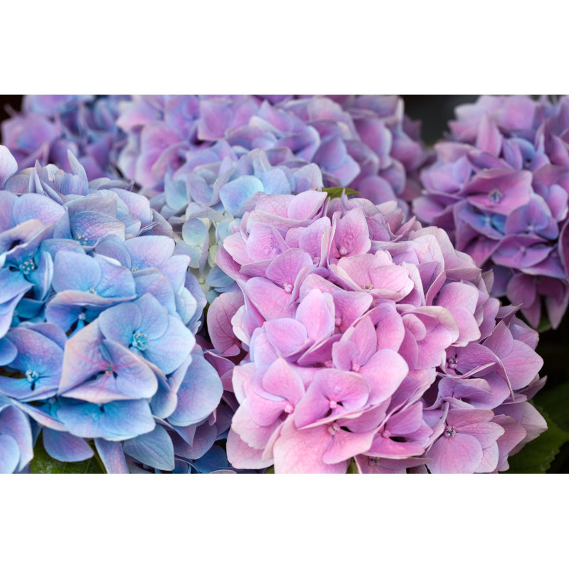 Blue And Pink Hydrangea - Wrapped Canvas Print, 30cm H x 46cm W x 3.8cm D
