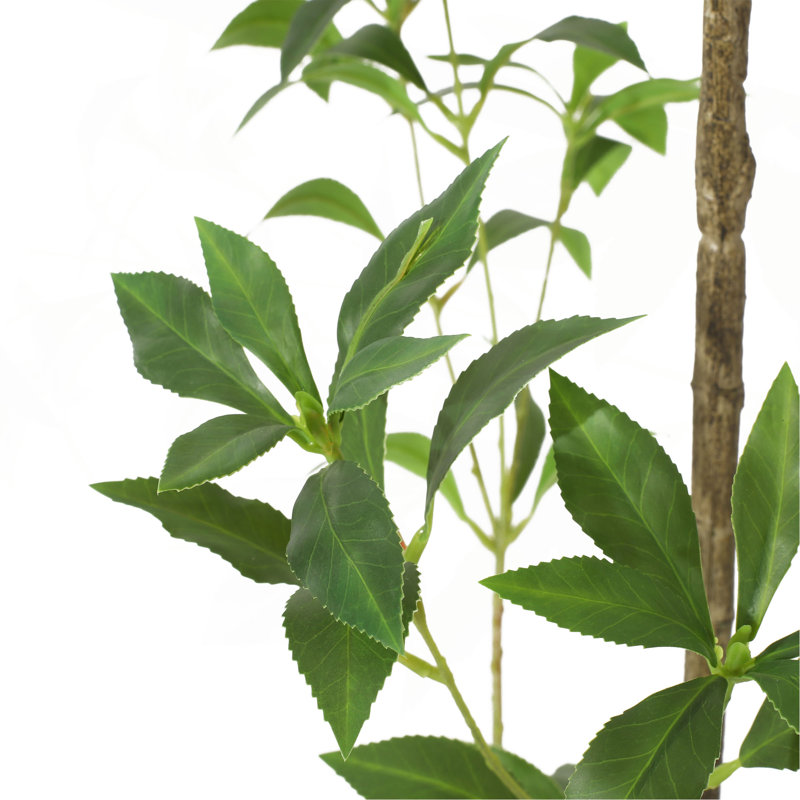 Pieris artificiel, 94,5 po x 47 po