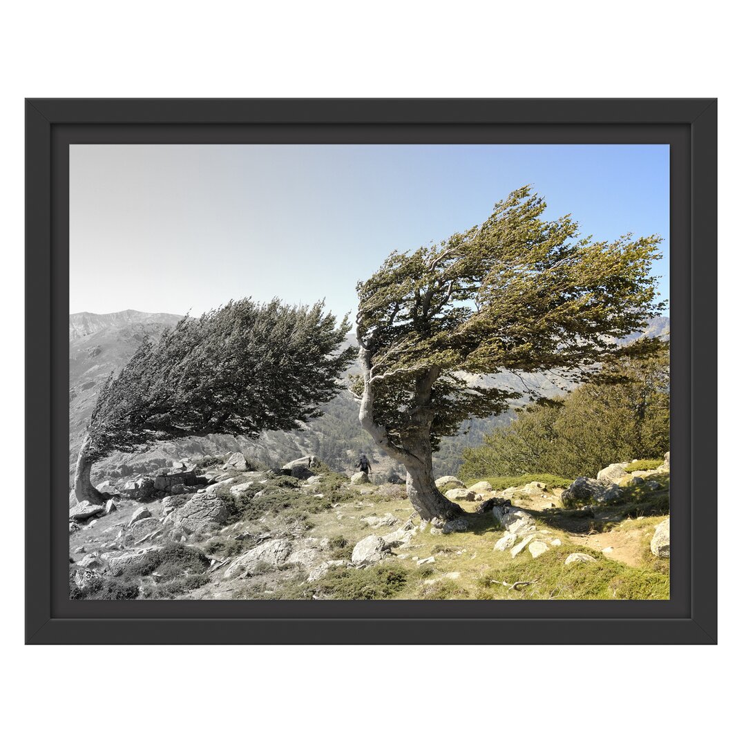 Gerahmtes Wandbild Alter Schiefer Baum in den Bergen