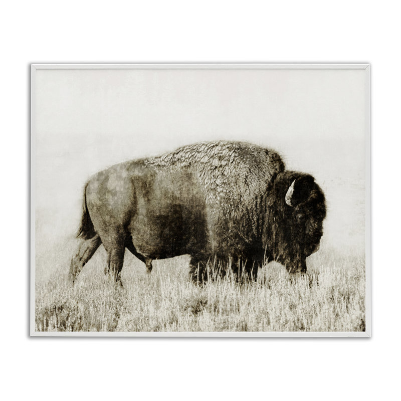 Bison qui broute dans un champ, estampe numérique par Dan Meneely, Estampe numérique encadrée blanc bord de mer