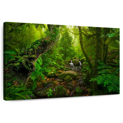 Alvord Tropical Forest Landscape