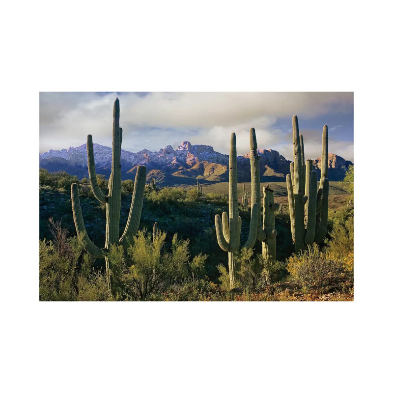 Saguaro Cacti And Santa Catalina Mountains, Arizona by Tim Fitzharris - Wrapped Canvas Gallery-Wrapped Canvas Giclée