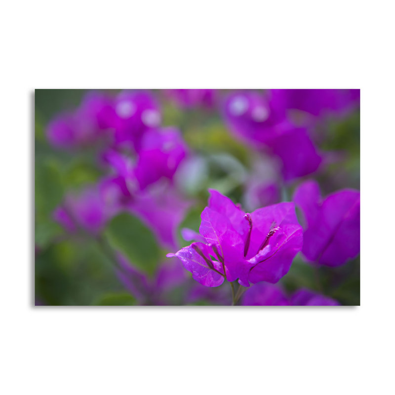« magenta fleuri », reproduction de photo, H 16 po x l 24 po x P 0,01 po, Papier