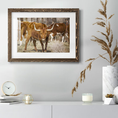 " Longhorns "