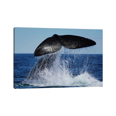 Southern Right Whale Tail Slapping, Peninsula Valdez, Argentina II by Hiroya Minakuchi - Wrapped Canvas Print