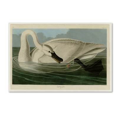 « trompette swanplate 406 », reproduction sur toile tendue
