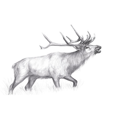 Wildlife Trail II 1 Piece Wrapped Canvas Wall Art