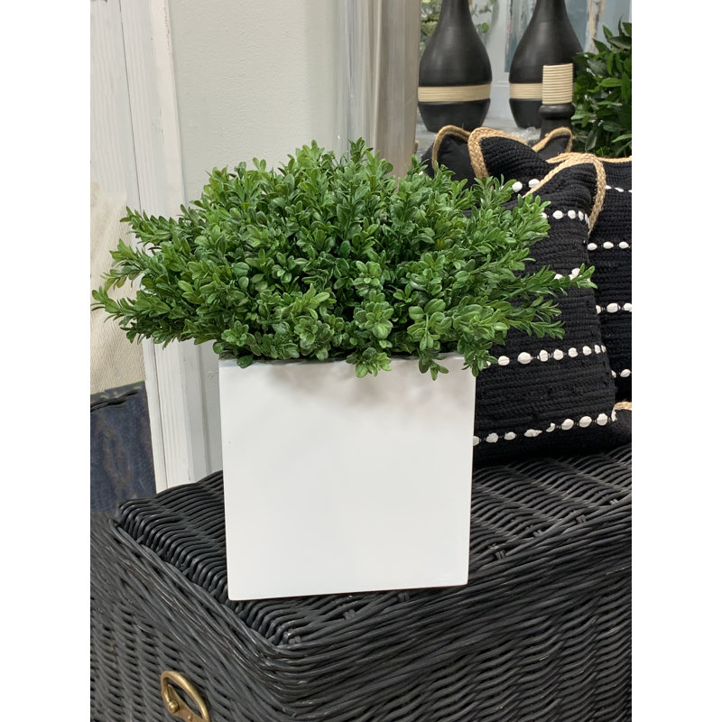 Boxwood Arranged In A Square Pot