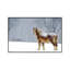 Belgian Snow II by David Gardiner - Print on Canvas-1955682630-1987625852