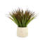Variegated Desktop Foliage Grass in Pot
