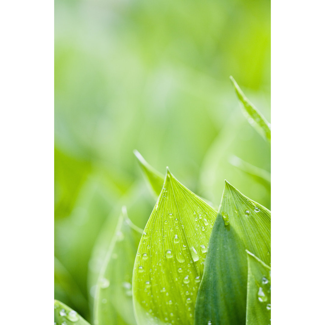 Leinwandbild Fresh Green Leafs