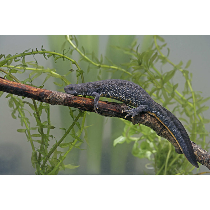 «Great-Crested Newt» par Mikelane - photographie sur toile tendue, L 30 po x H 20 po