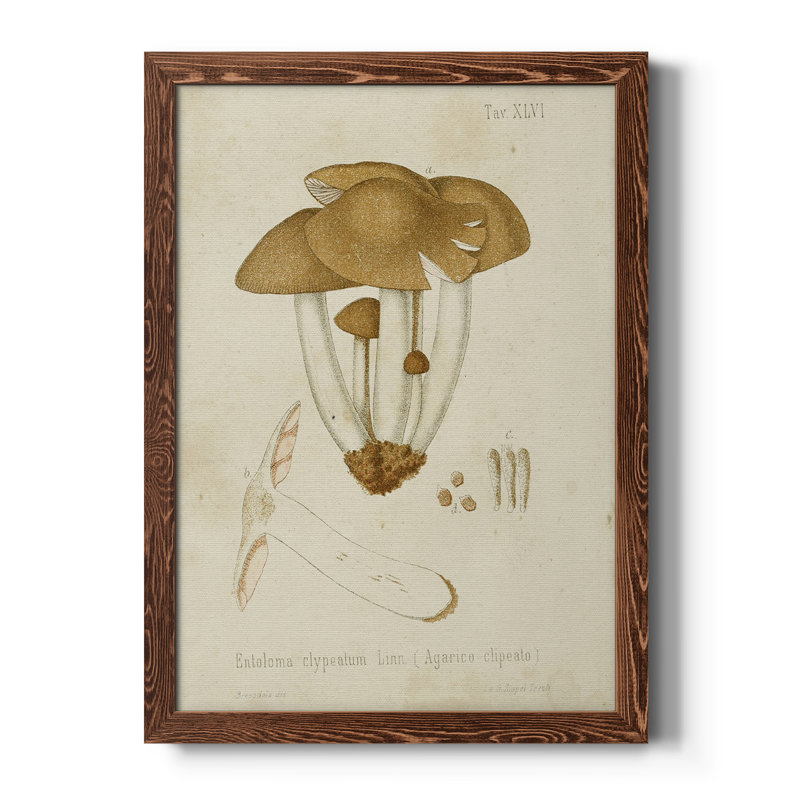 Mushroom Variétés V - reproduction d'art sur toile, Cadre en érable
