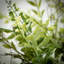 Fern Stems