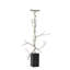 Twig C/H-22329289-22329290