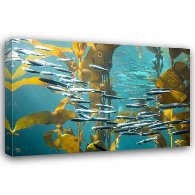  Looney, Hollice Gallery Wrapped Canvas Art Titled: California-Monterey-Monterey Bay Aquarium-School of Pacific Sardines swimming among kelp
