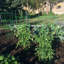 Support de plante galvanisé Bowermaster-27157352-27157354